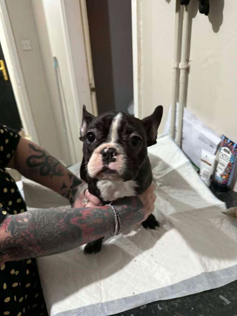 Beautiful French bulldog for sale. 