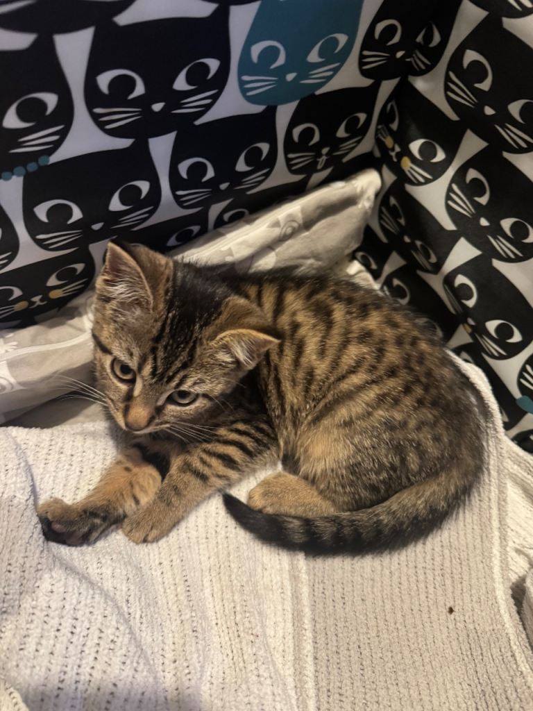 Stunning 12 weeks old kitten