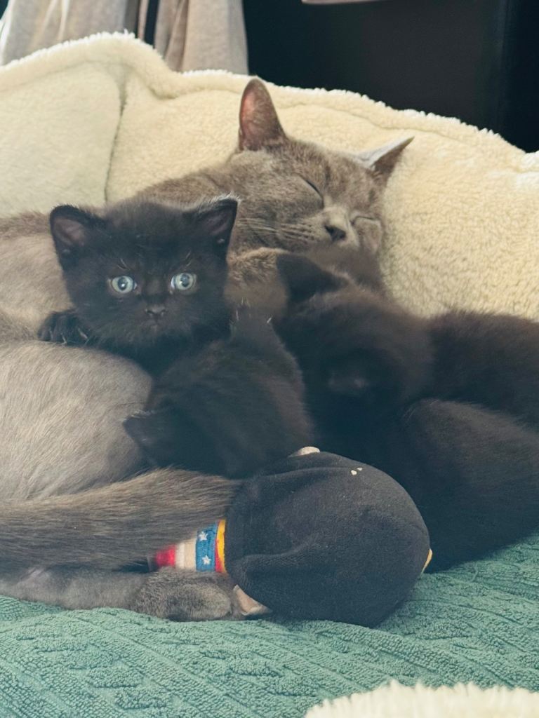 British Shorthair Mix Kittens – Beautiful Black Kittens, £200 Each