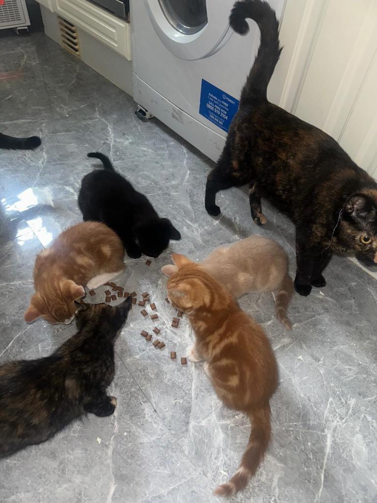 Litter of 5 Beautiful Kittens – Ready for Forever Homes