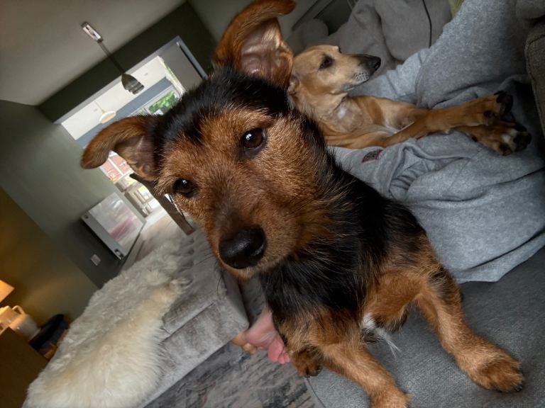 Male Jack Russell cross 