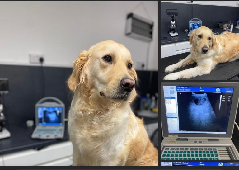 🌟 4 beautiful Golden Retriever puppies looking for their forever homes 🌟 