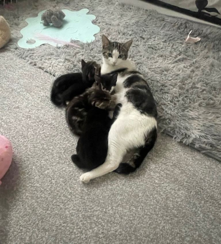 4 Kittens Available 