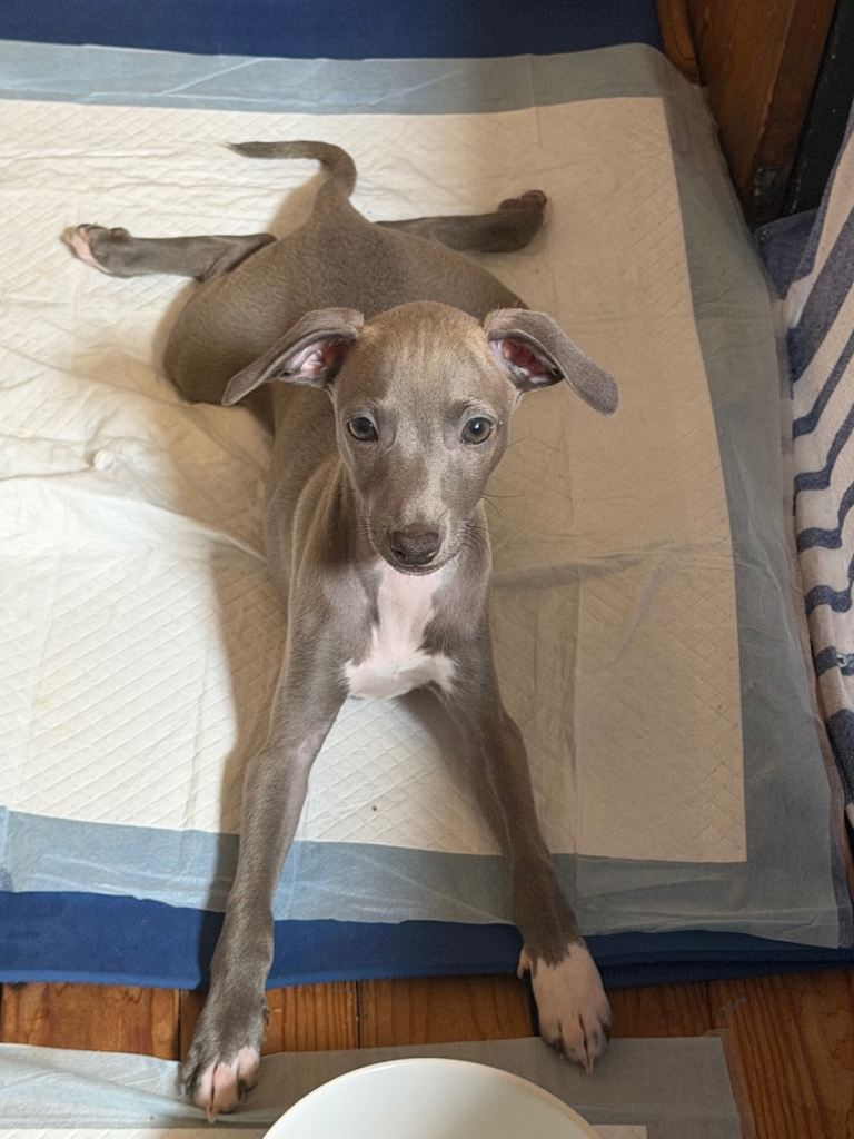 Italian greyhound - puppy 10 weeks old - Boy