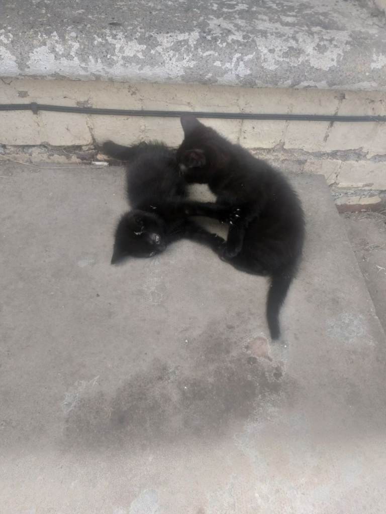 Kittens 