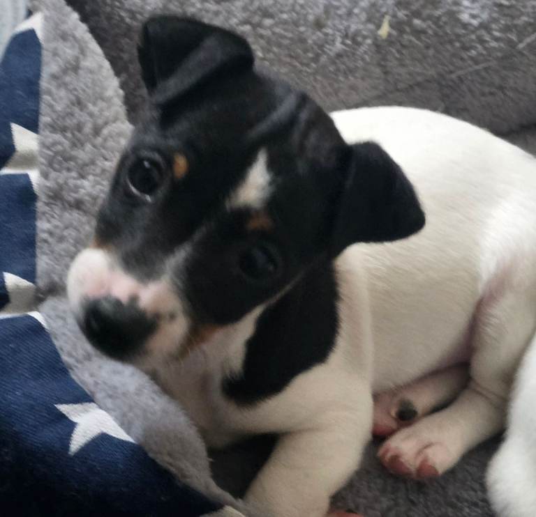 Jack russel puppies