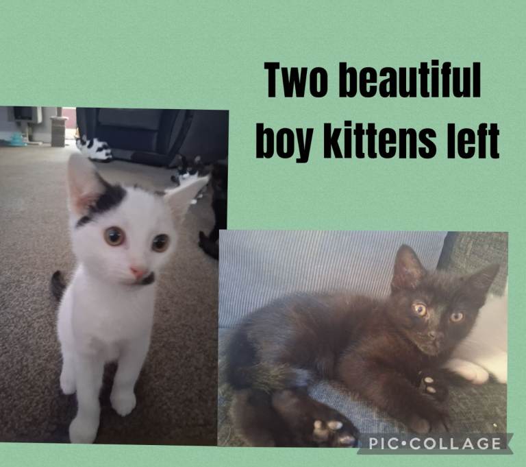 2 Beautiful Boy kittens left