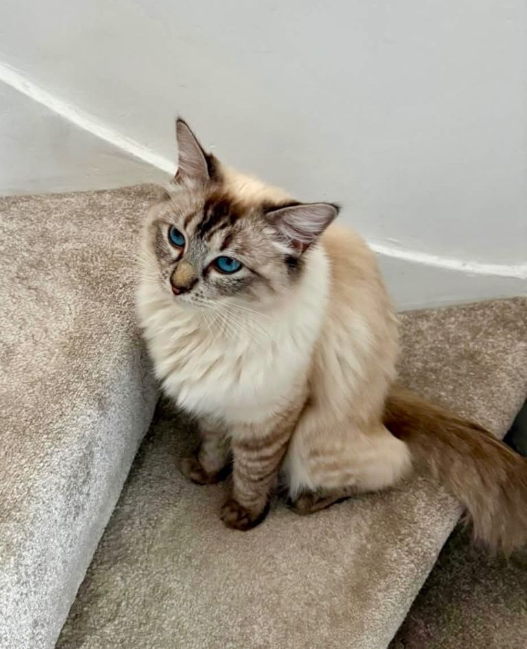 💜 Stunning Lilac Ragdoll Kitten Boy