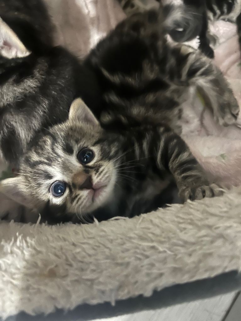 Beautiful Bengal X kittens 