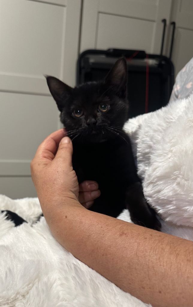 5 Adorable Kittens Looking for New Homes