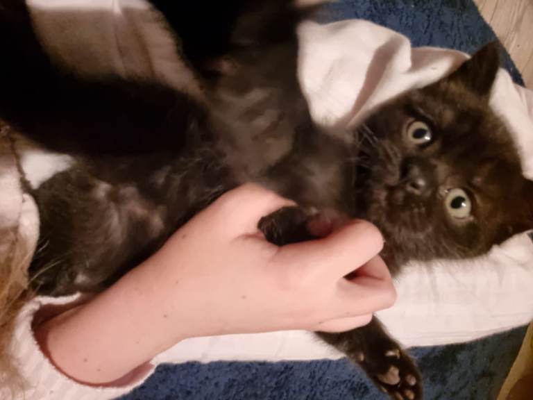 BLACK/BROWN BSH x RAGDOLL x MAINE COON KITTEN LOOKING FOR GOOD HOME