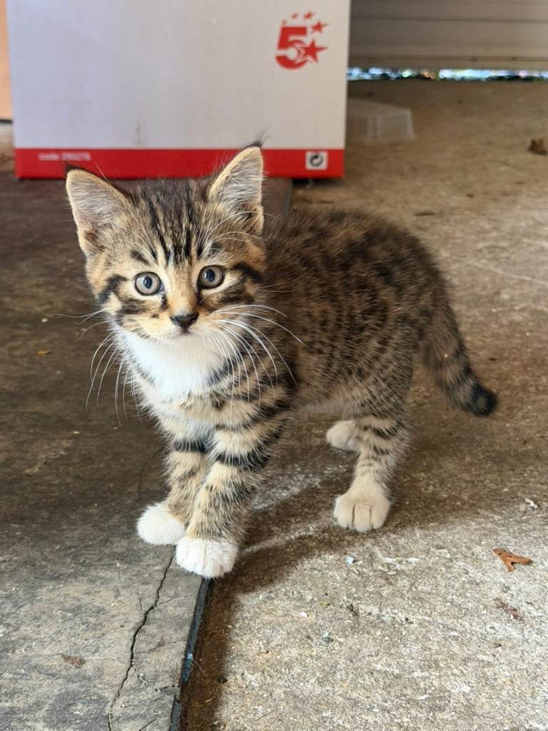 Kittens for sale