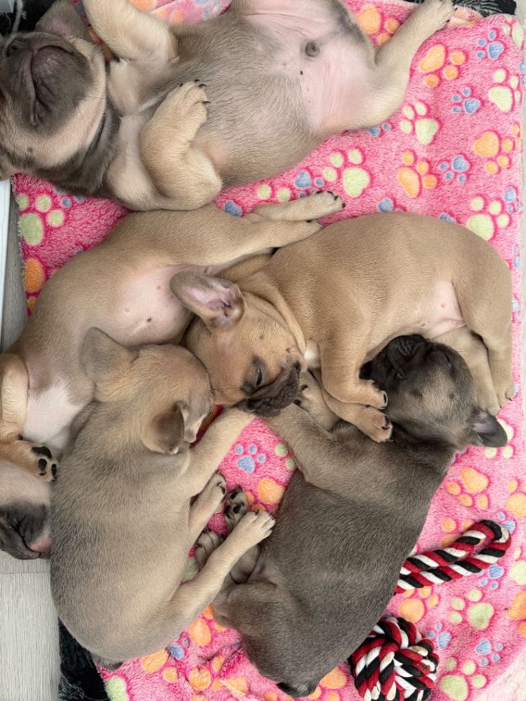 French Bulldog Puppies 