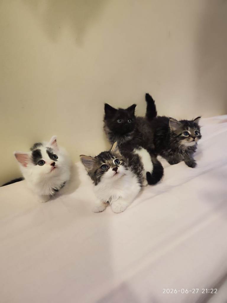 Kittens