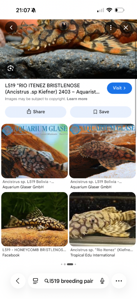 rare pleco male + female available and guppies