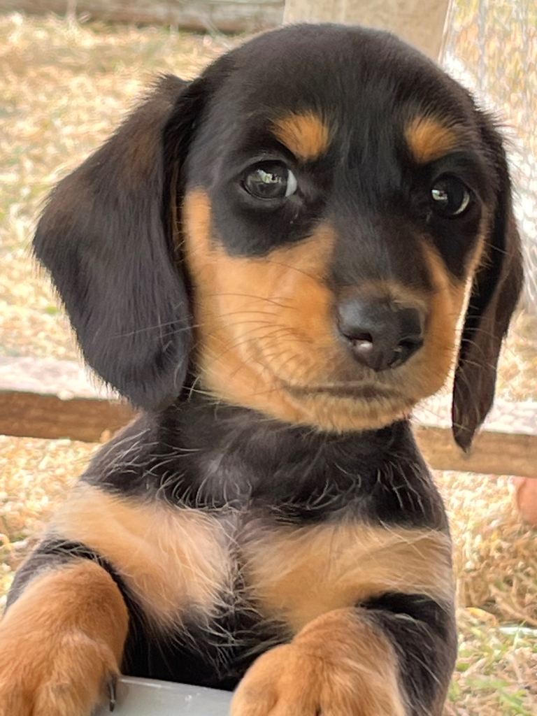 Dachounds
