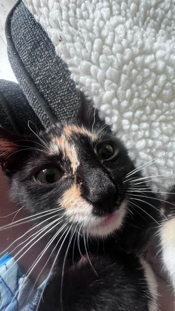 Female kitten for sale