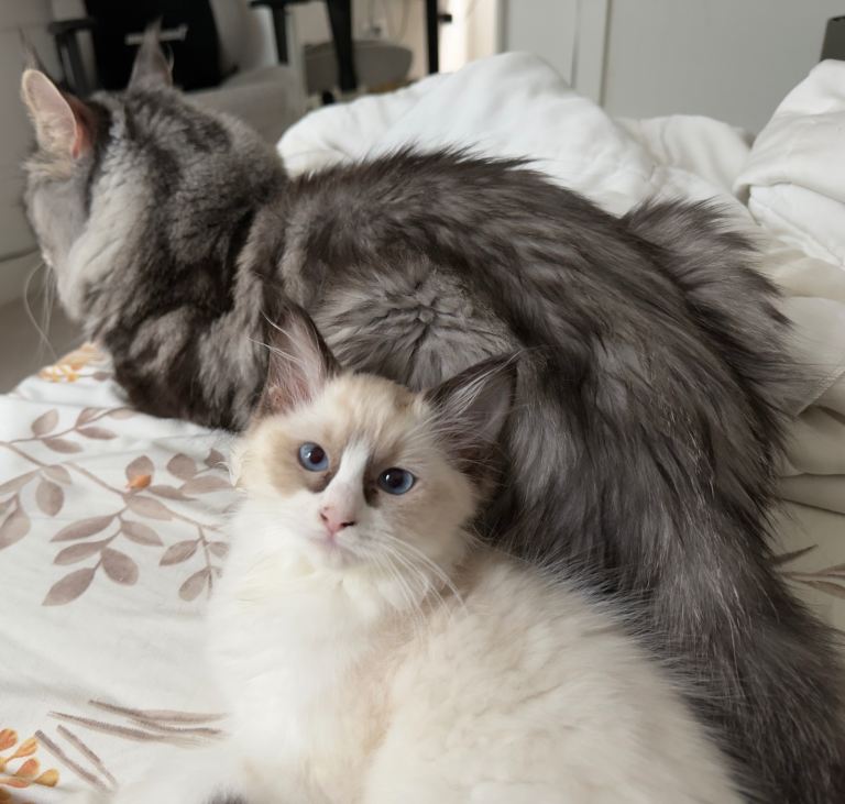 Full ragdoll girl for sale
