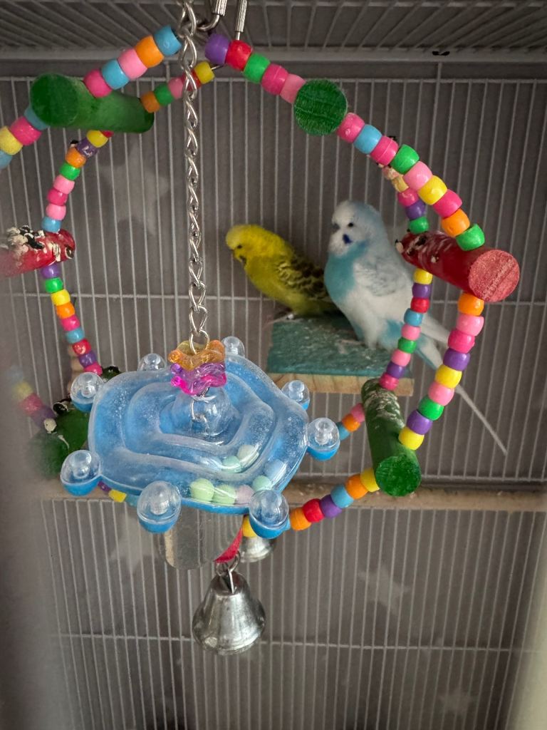 X2 budgies for sale (everything in pic including cage) 