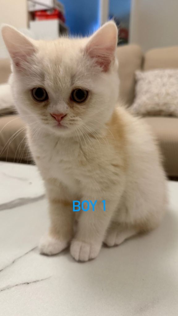 Adorable British Shorthair Kittens – 4 Sweet Boys and 1 Precious Girl Ready for Loving Forever Homes