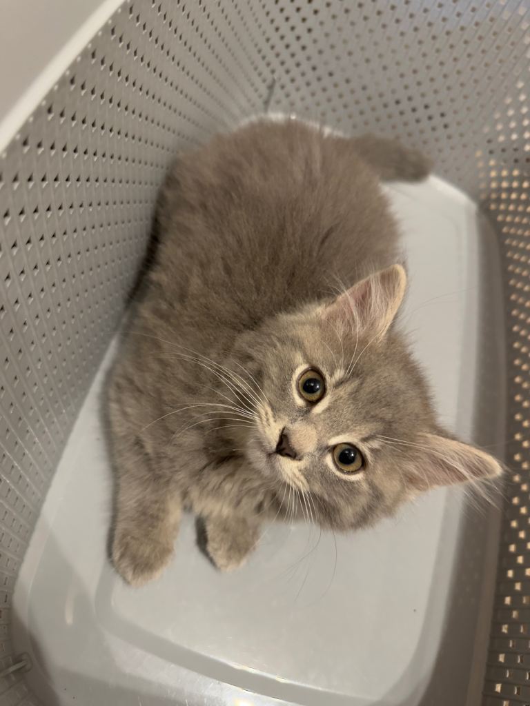 3 Kittens Looking for Loving Forever Home