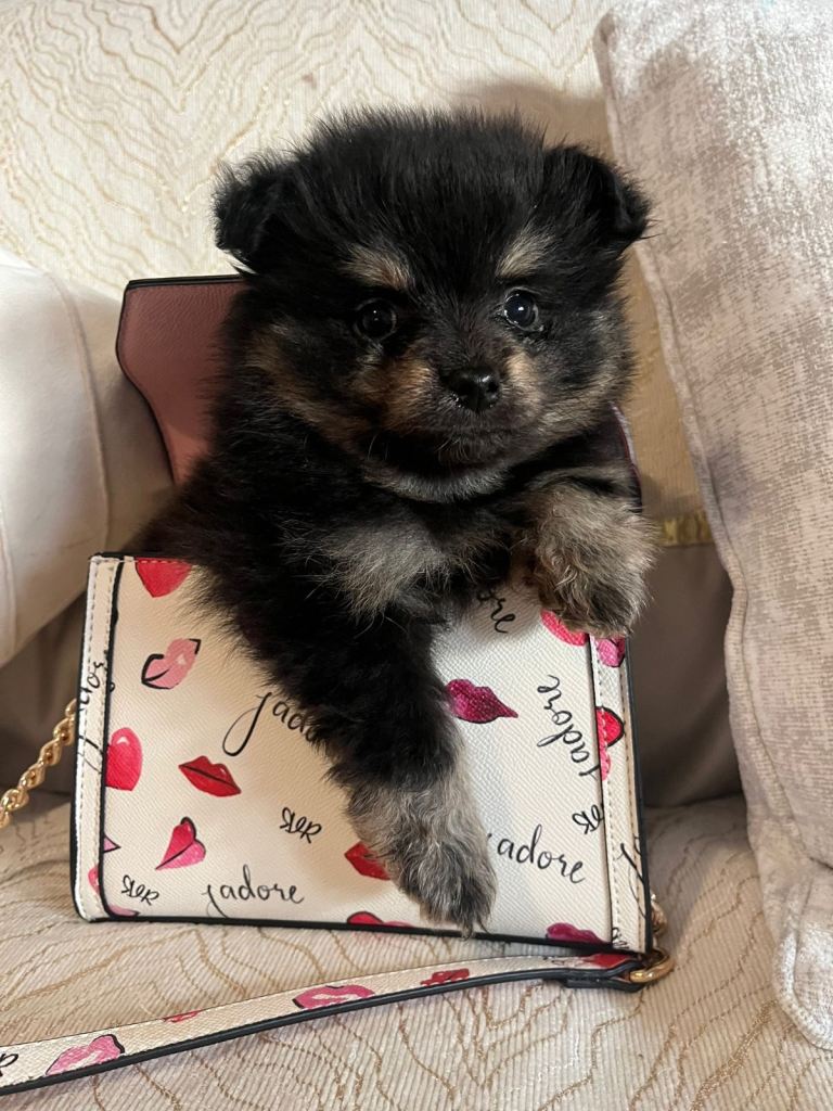 Baby poms Russian blood line 2 boys left 