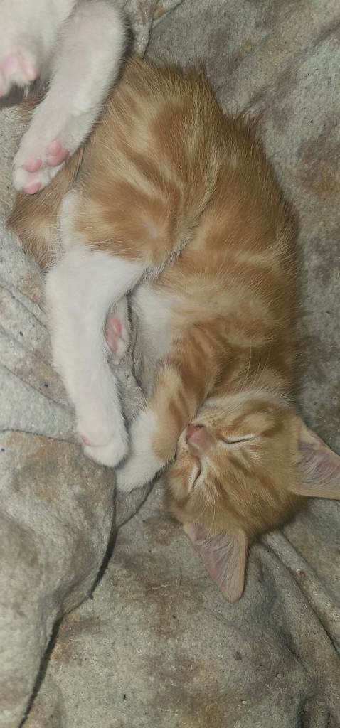 3 beautiful half ragdoll kittens 