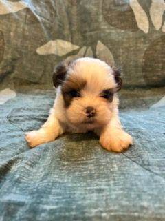KC reg Lhasa apso puppies available!