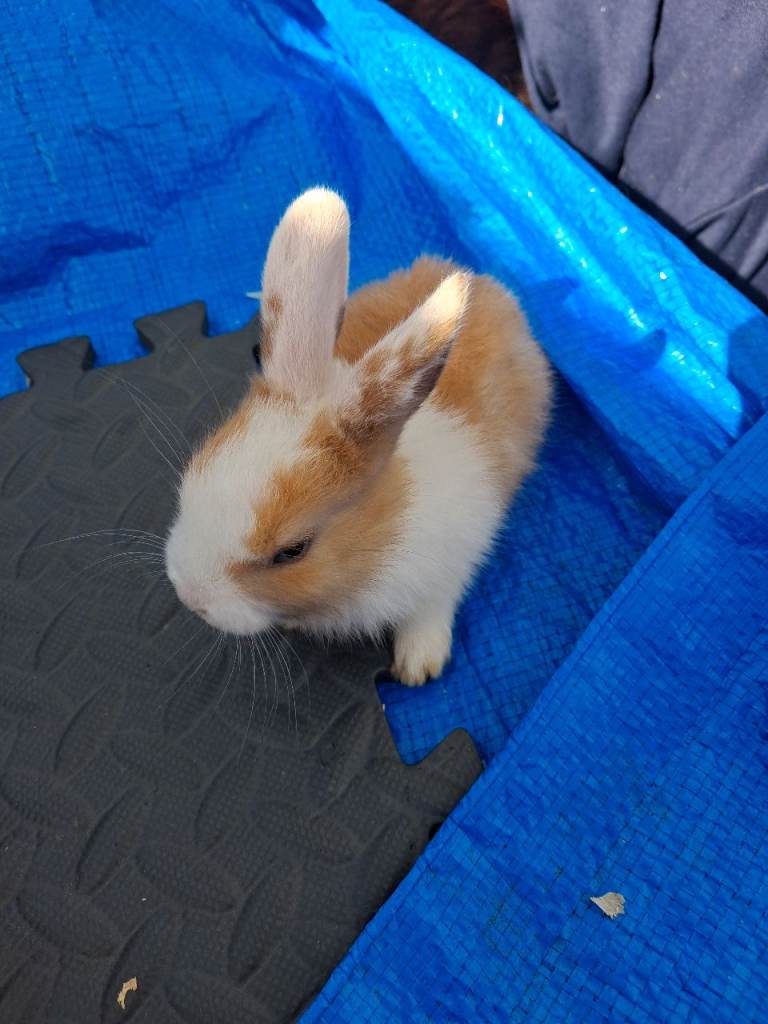 Rabbits 