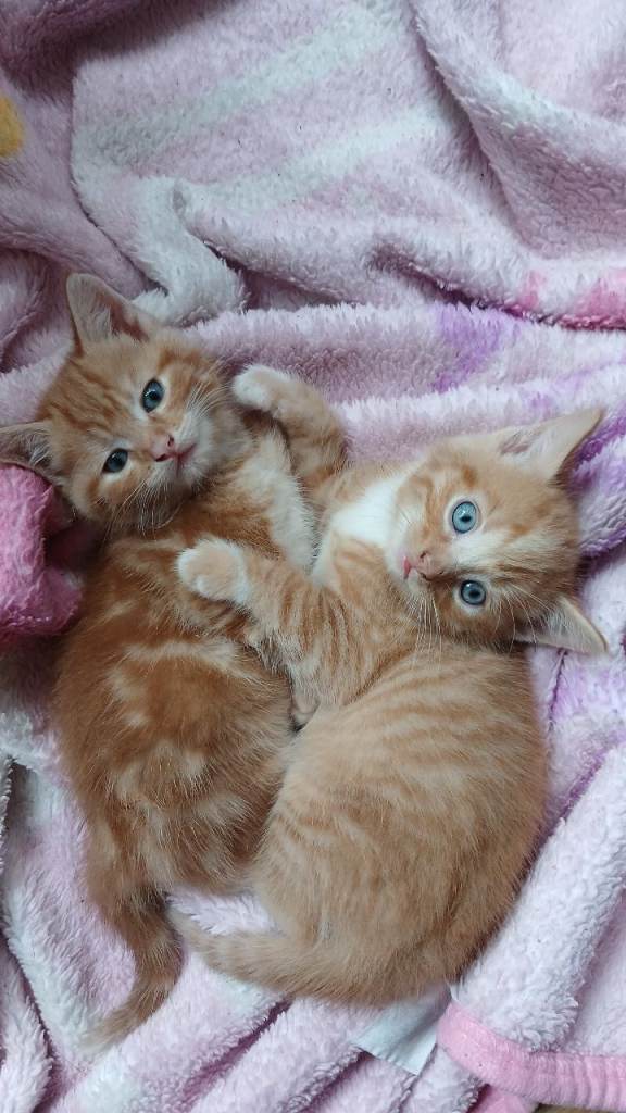 4 female gingers