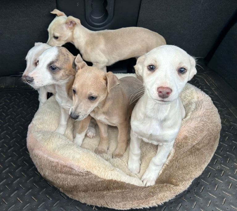 Chi-Whip puppies 