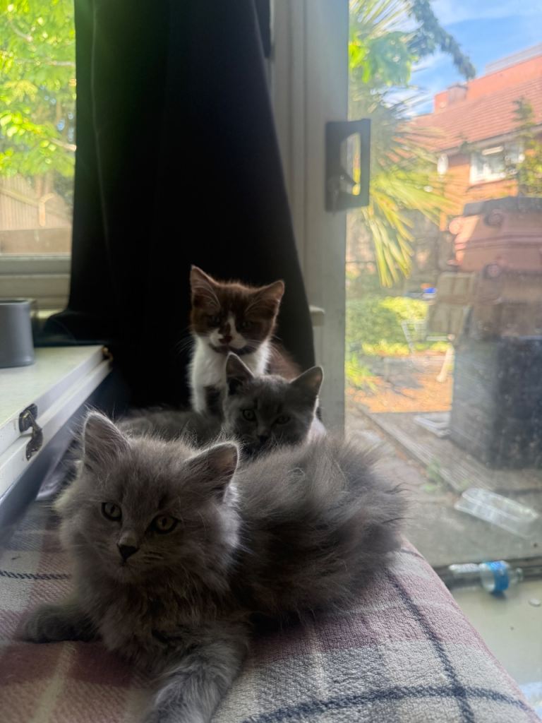British short/long hair and brown kittens