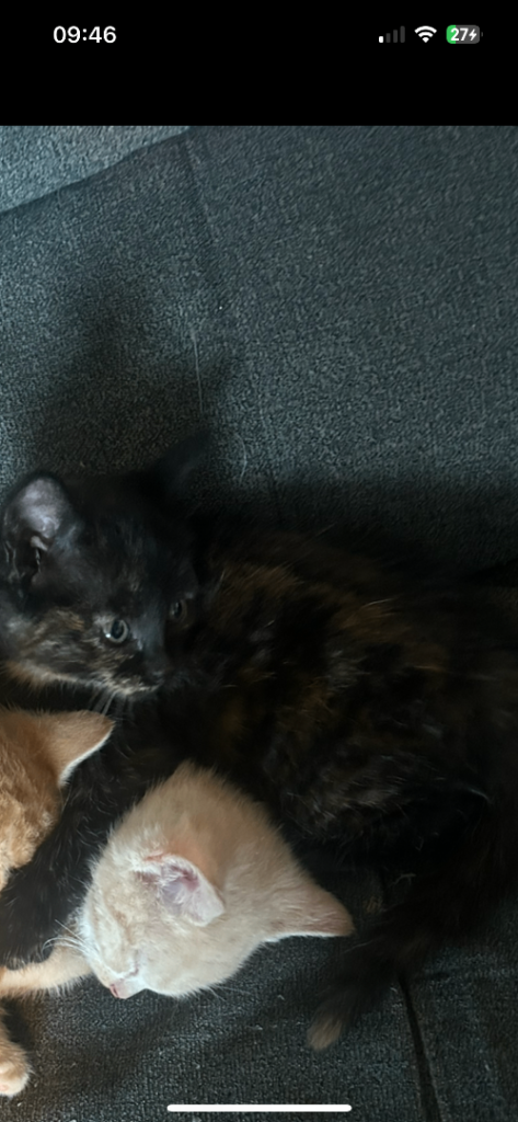 Kittens for sale dads half Persian 