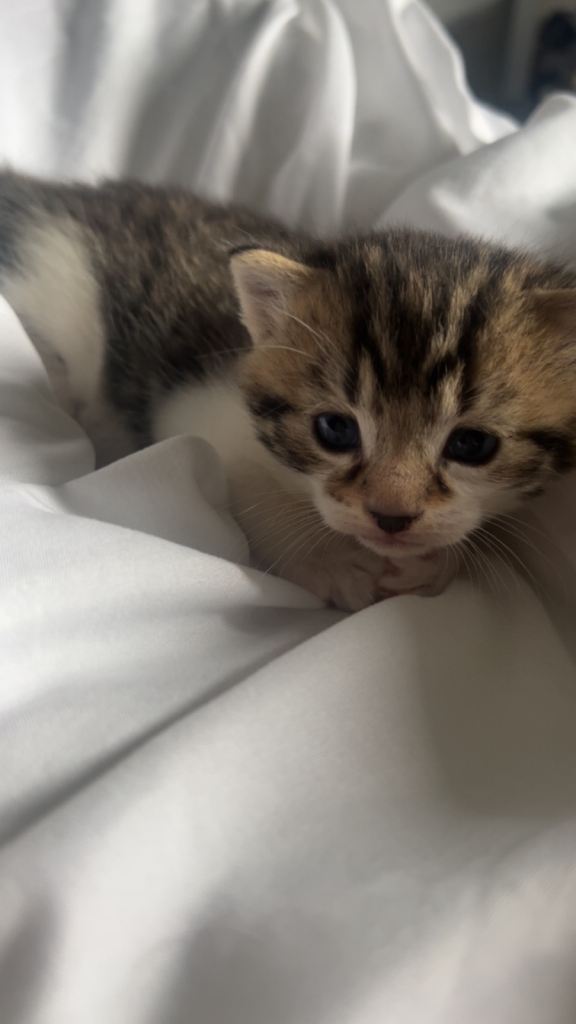 3 gorgeous kittens 