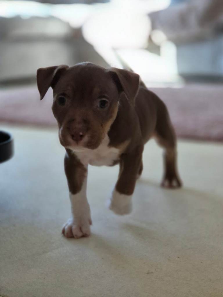 beautiful staff puppy looking for his forever home