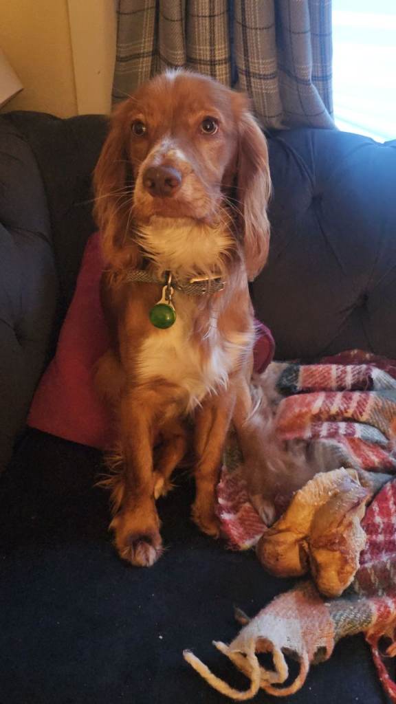 11 month cockerspaniel