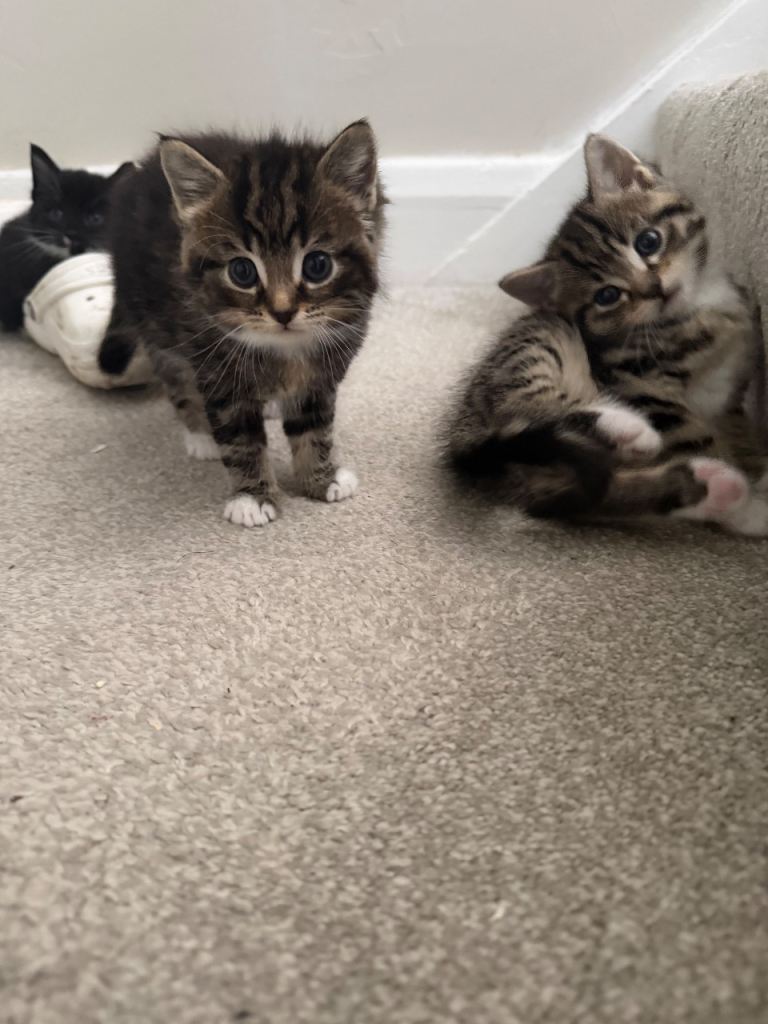 5 stunning kittens for sell 