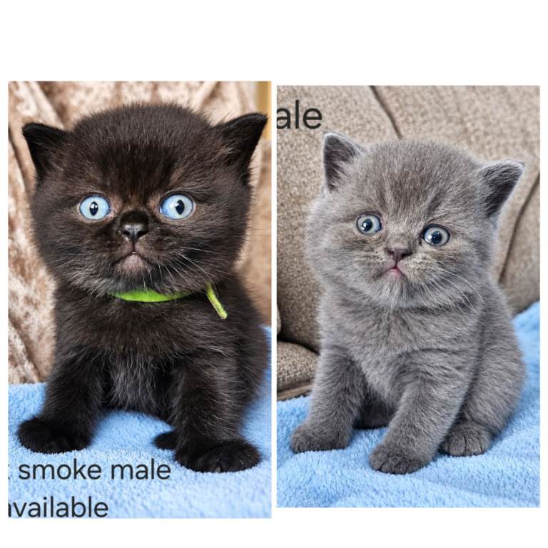 British shorthair kittens 