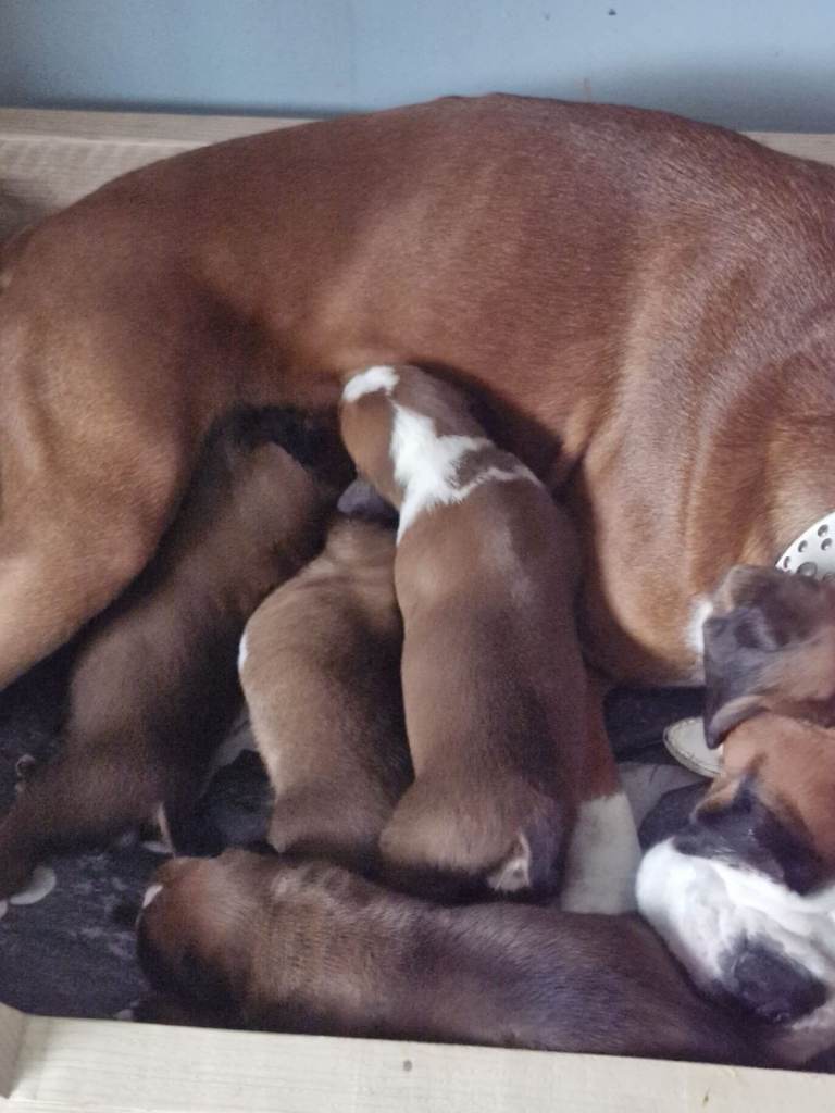 k .c registered boxer puppies 