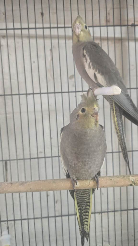 Cockatiel