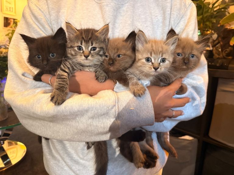 Ragdoll cross Bengal 