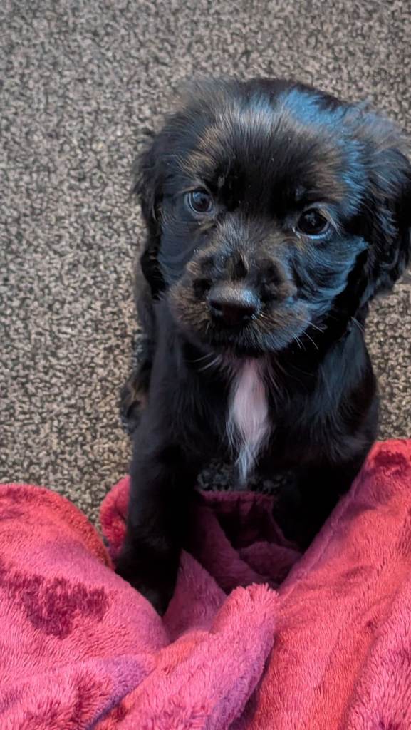 Beautiful Black Cocker Spaniel Puppy for sale