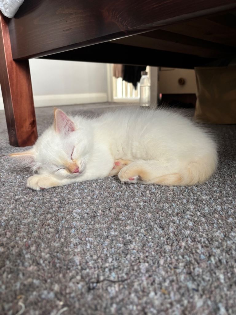 Ragdoll kitten for sale💕 