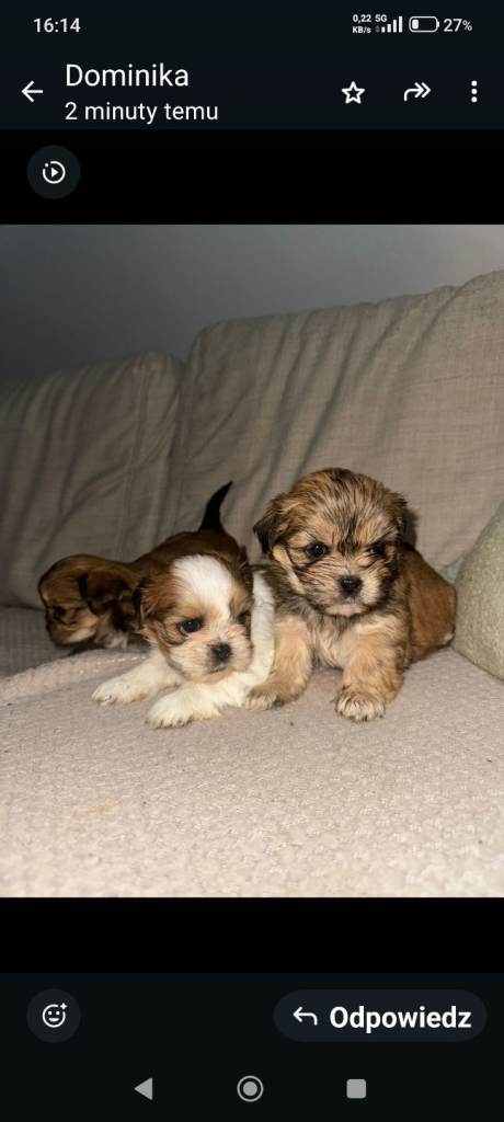 Shih tzu puppy’s 