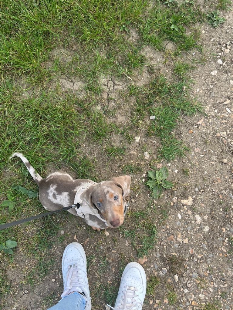 6 month old dachshund 