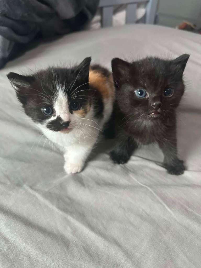 2 Beautiful kittens 