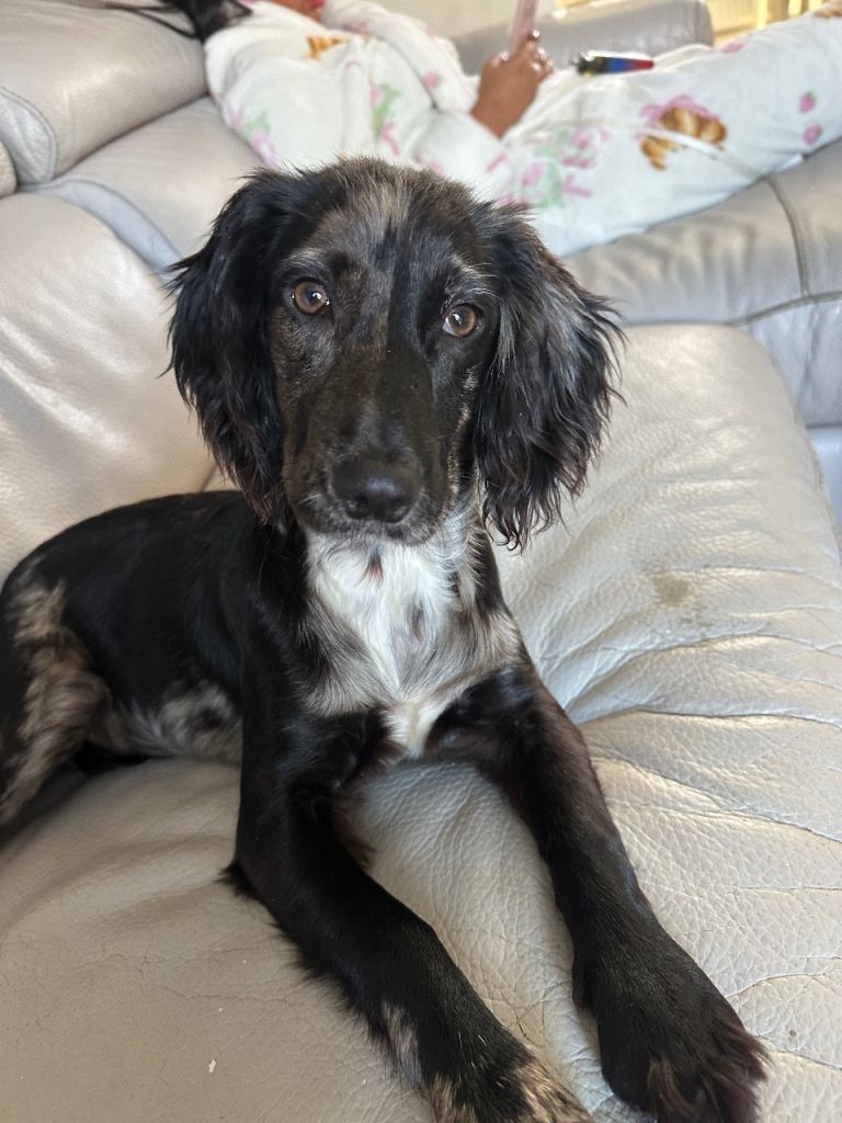 Cocker spaniel mearl girl 6 months old 