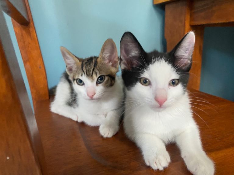 5 kittens 