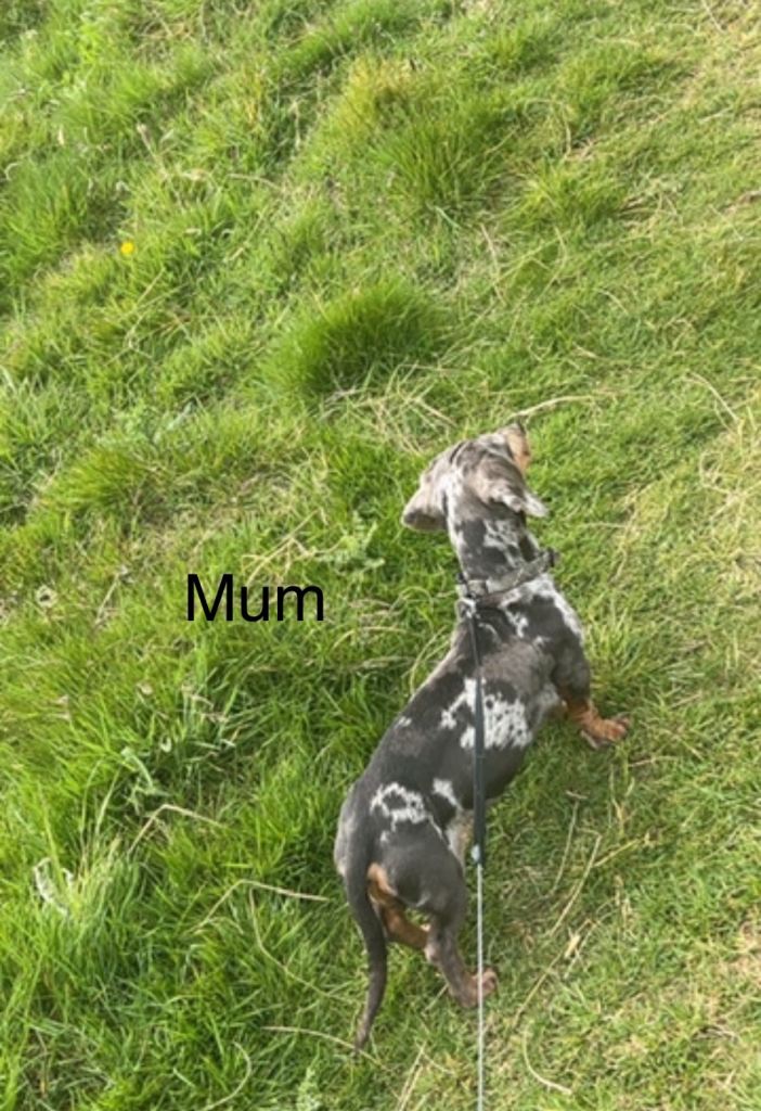 Beautiful kc registered miniature dachshund 🐾