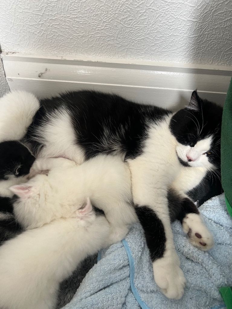 Cat with kittens 